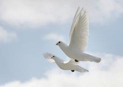 pair flying